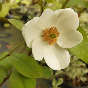 Magnolia laevifolia 'Gail's Favourite' ®