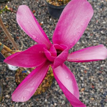 Magnolia 'Livingstone'