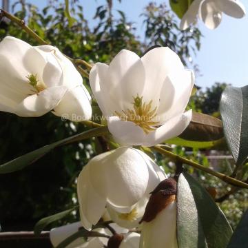 Magnolia laevifolia 'Michelle'