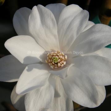 Magnolia loebneri 'Mag's Pirouette'