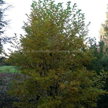 Magnolia loebneri 'Snowdrift'