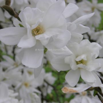 Magnolia laevifolia 'Summer Snowflake'
