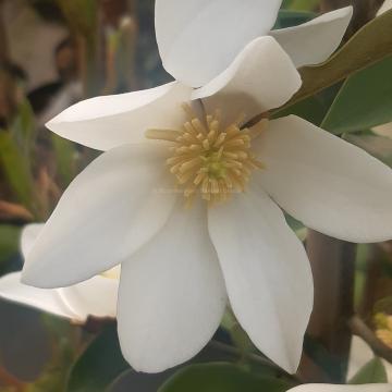 Magnolia laevifolia 'Velvet and Cream'