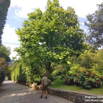 Magnolia macrophylla