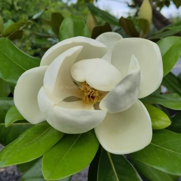 Magnolia 'Maryland'