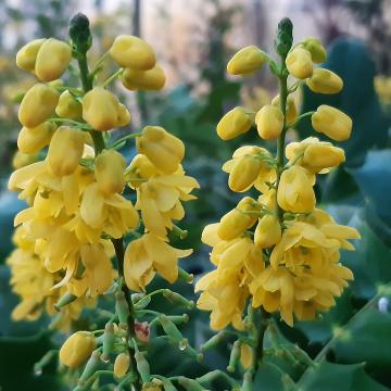 Mahonia media 'Charity'