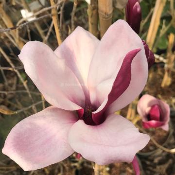 Magnolia 'March-Till-Frost'