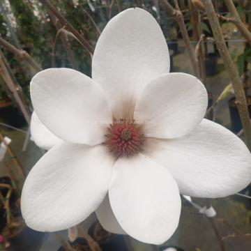 Magnolia 'Milky Way'