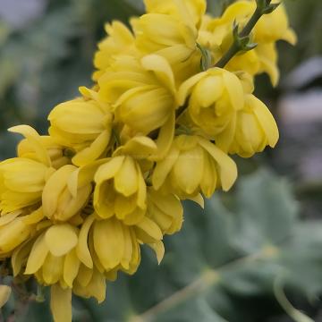 Mahonia media 'Winter Sun'
