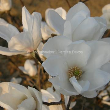 Magnolia 'Norman Gould'