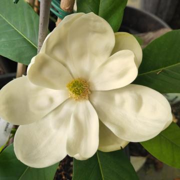 Magnolia 'Nimbus'