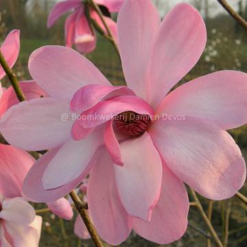 Magnolia 'Purple Breeze'