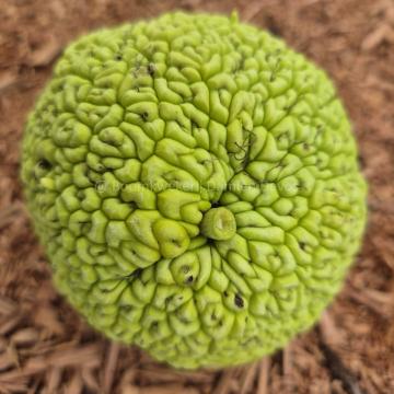 Maclura pomifera 'Cannonball'
