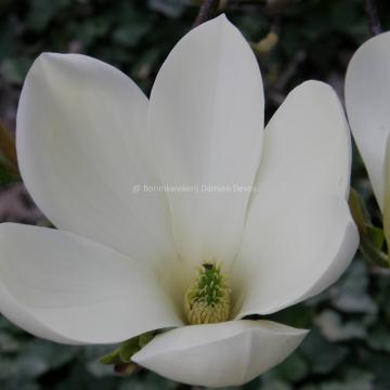 Magnolia 'Petit Chicon'