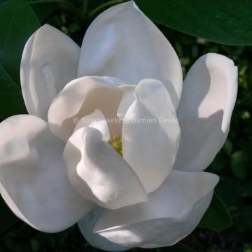 Magnolia 'Porcelain Dove'