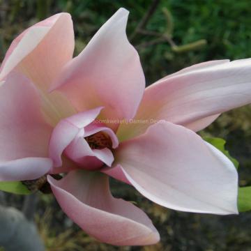 Magnolia 'Peachy'