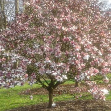 Magnolia 'Pickard's Garnet'