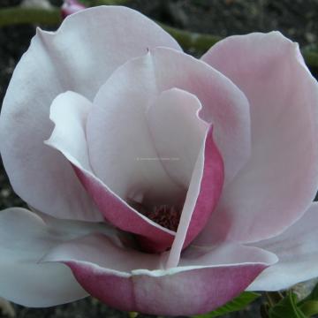 Magnolia 'Pickards Ruby'