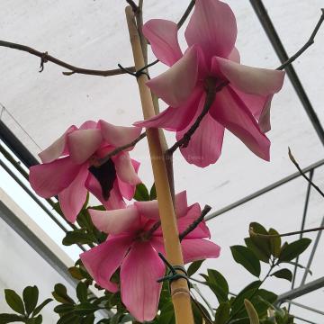 Magnolia 'Piet van Veen'