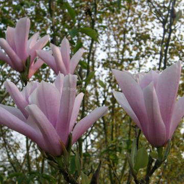 Magnolia 'Raspberry Ice'