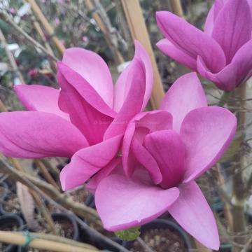 Magnolia 'Royal Purple' (x)