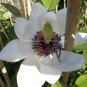 Magnolia 'Southern Belle' (x)