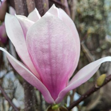 Magnolia soulangeana 'Beugnon'