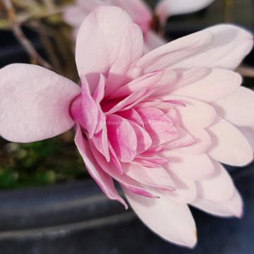 Magnolia stellata 'Chrysanthemumiflora'