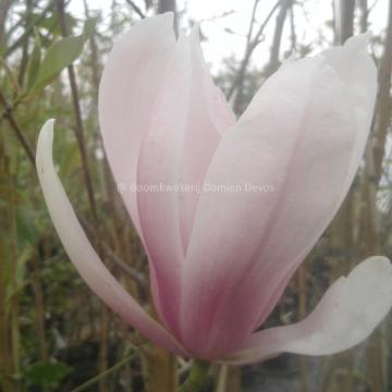Magnolia 'Sentinel'