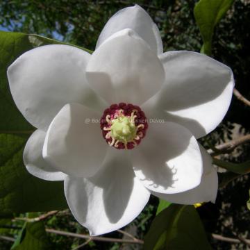 Magnolia sieboldii