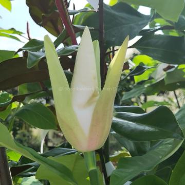 Magnolia 'Silk Road'