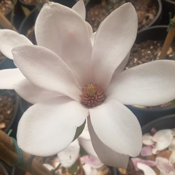 Magnolia soulangeana 'Satisfaction'
