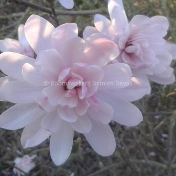Magnolia stellata 'Shi Banchi Rosea'