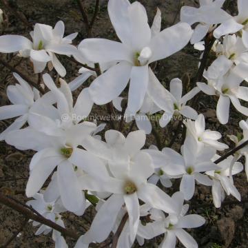 Magnolia 'Suishoren'