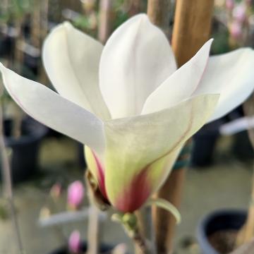 Magnolia 'Sunrise'