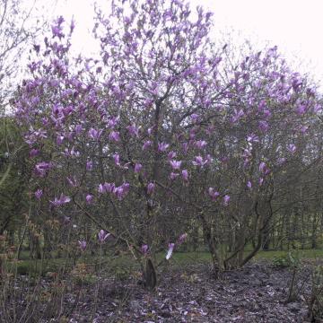 Magnolia 'Susan'