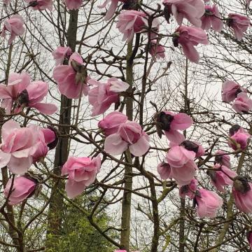 Magnolia 'Susanna van Veen'