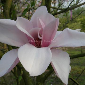 Magnolia 'Star Wars'