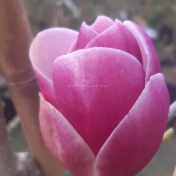 Magnolia 'Theodora' (x)