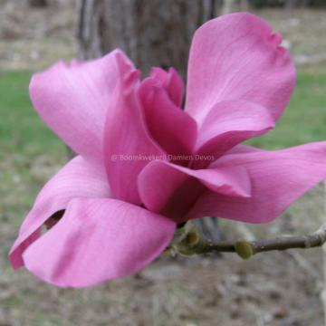 Magnolia 'Vulcan' (x)