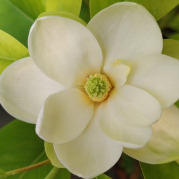 Magnolia virginiana 'Wide Side Largest'