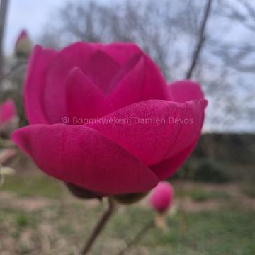 Magnolia 'Watermelon' ®