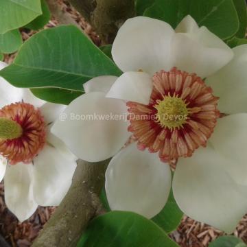 Magnolia wieseneri 'Hillier Clone'