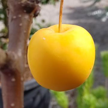 Malus 'Wintergold'