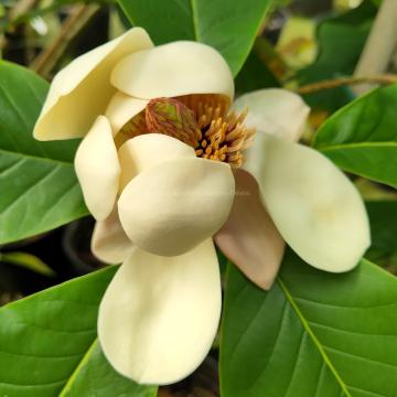 Magnolia 'William Watson'