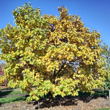 Magnolia 'Yellow Lantern'