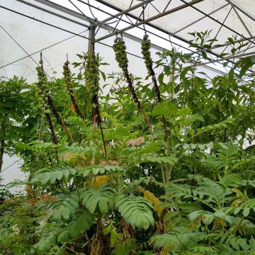 Melianthus major