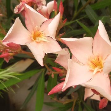 Nerium oleander licht roze