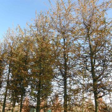 Nothofagus antartica