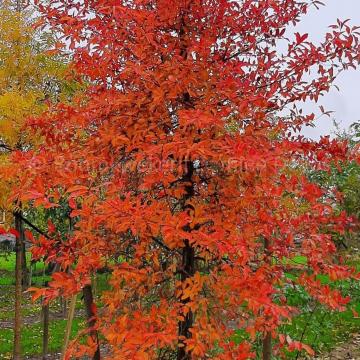 Nyssa sylvatica 'Sheffield Park'